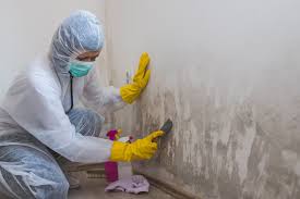 Best Crawl Space Mold Remediation in USA